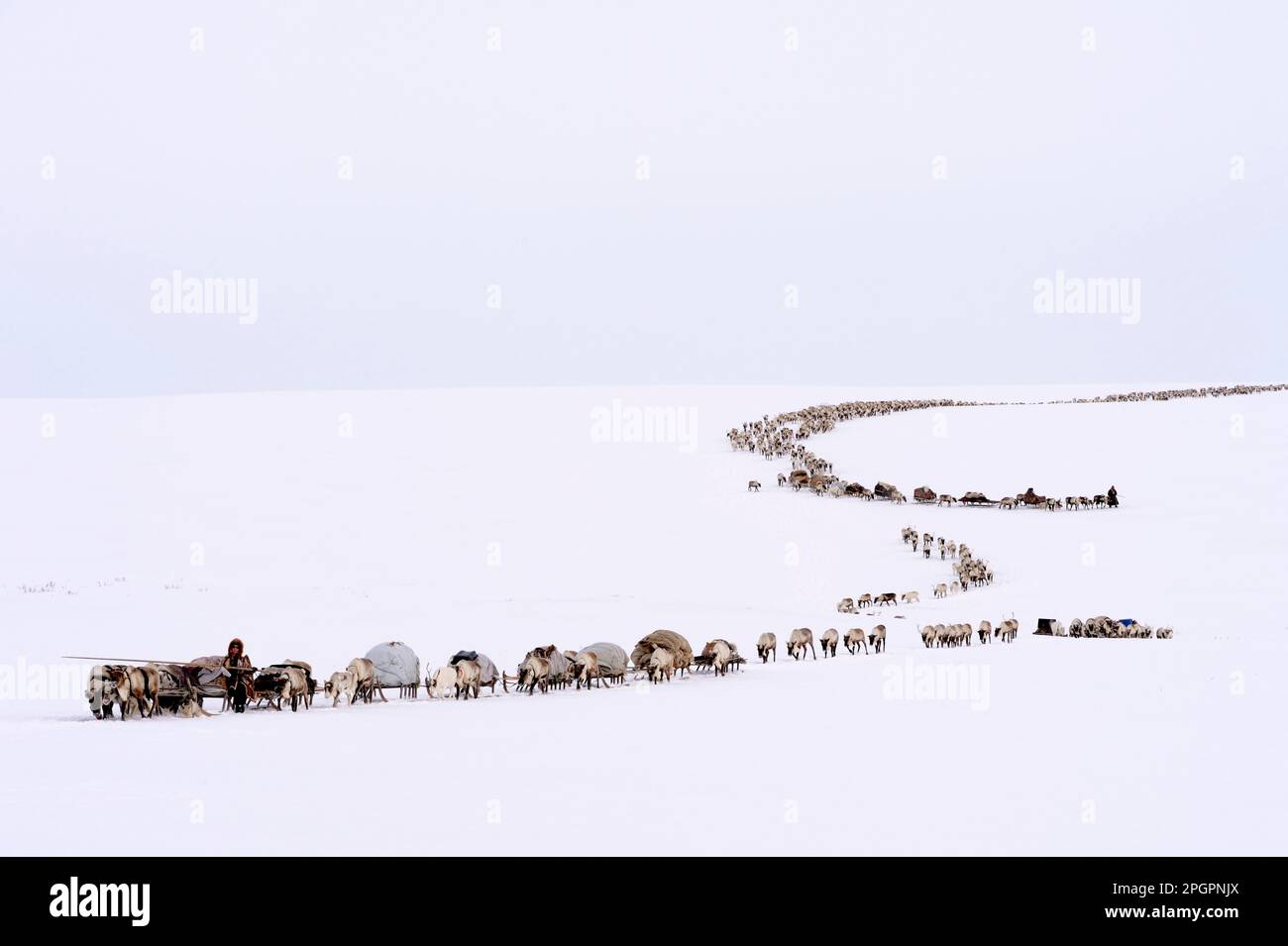 Hirten der Nenets auf ihrer Frühjahrswanderung in der Tundra mit einem Schlitten, der von Rentieren (Rangifer tarandus), Yar-Sale District, Yamal, Nordwest gezogen wird Stockfoto