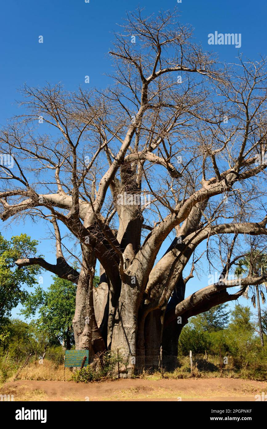 Der Große Baum, Baobab, Baobab, Simbabwe Stockfoto
