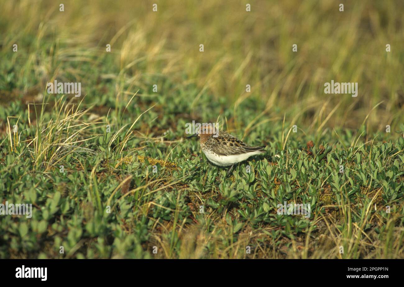 Löffel-Sandpiper (Eurynorhynchus pygmeus), Tiere, Vögel, Wader, Löffel-Sandpiper ausgewachsen in Vegetation, Arktisches Sibirien, Russland Stockfoto