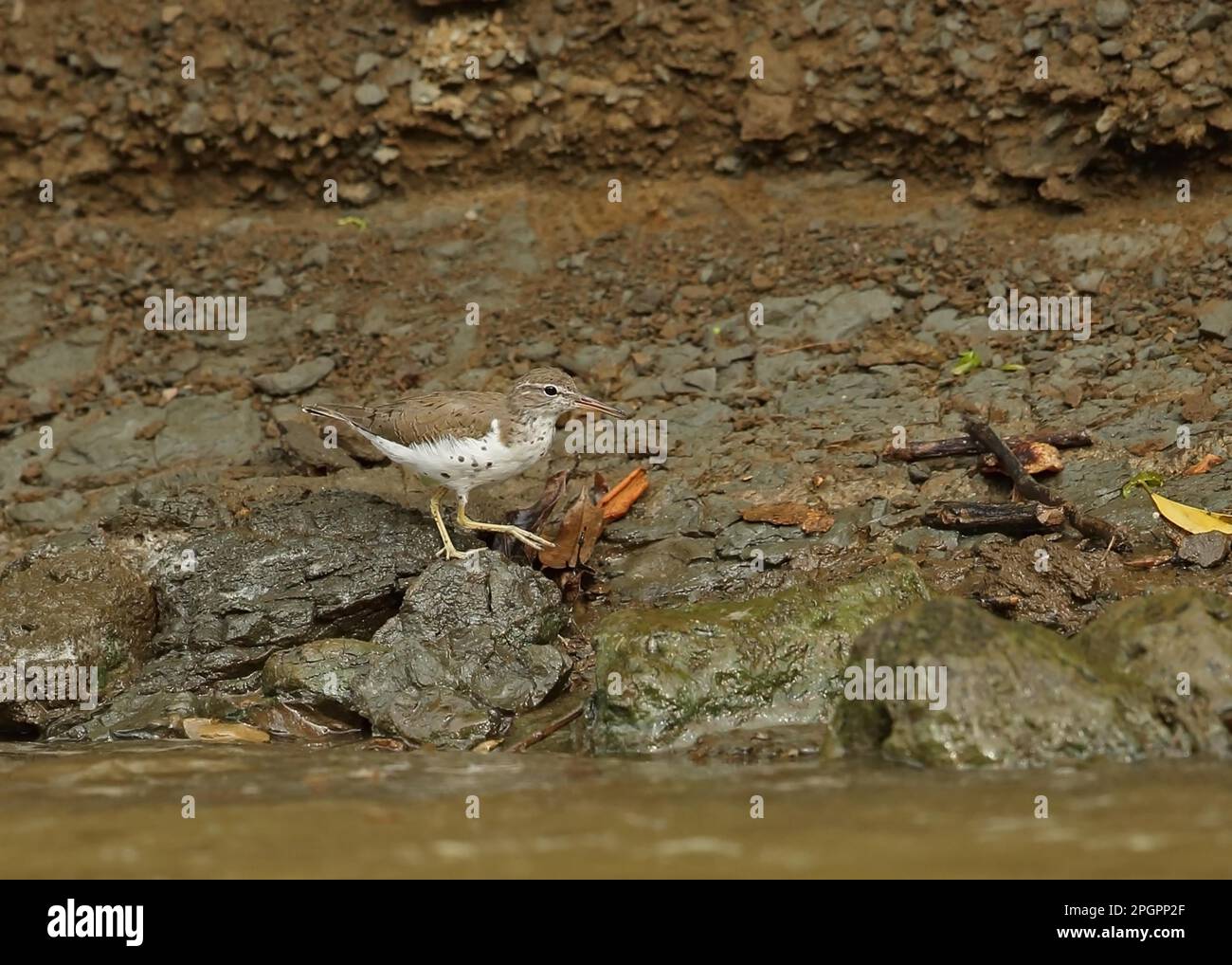 Gefleckter Sandpiper (Actitis macularius), Erwachsener, häutet sich in Zuchthupfer, spaziert entlang des Flussufers, Darien, Panama Stockfoto