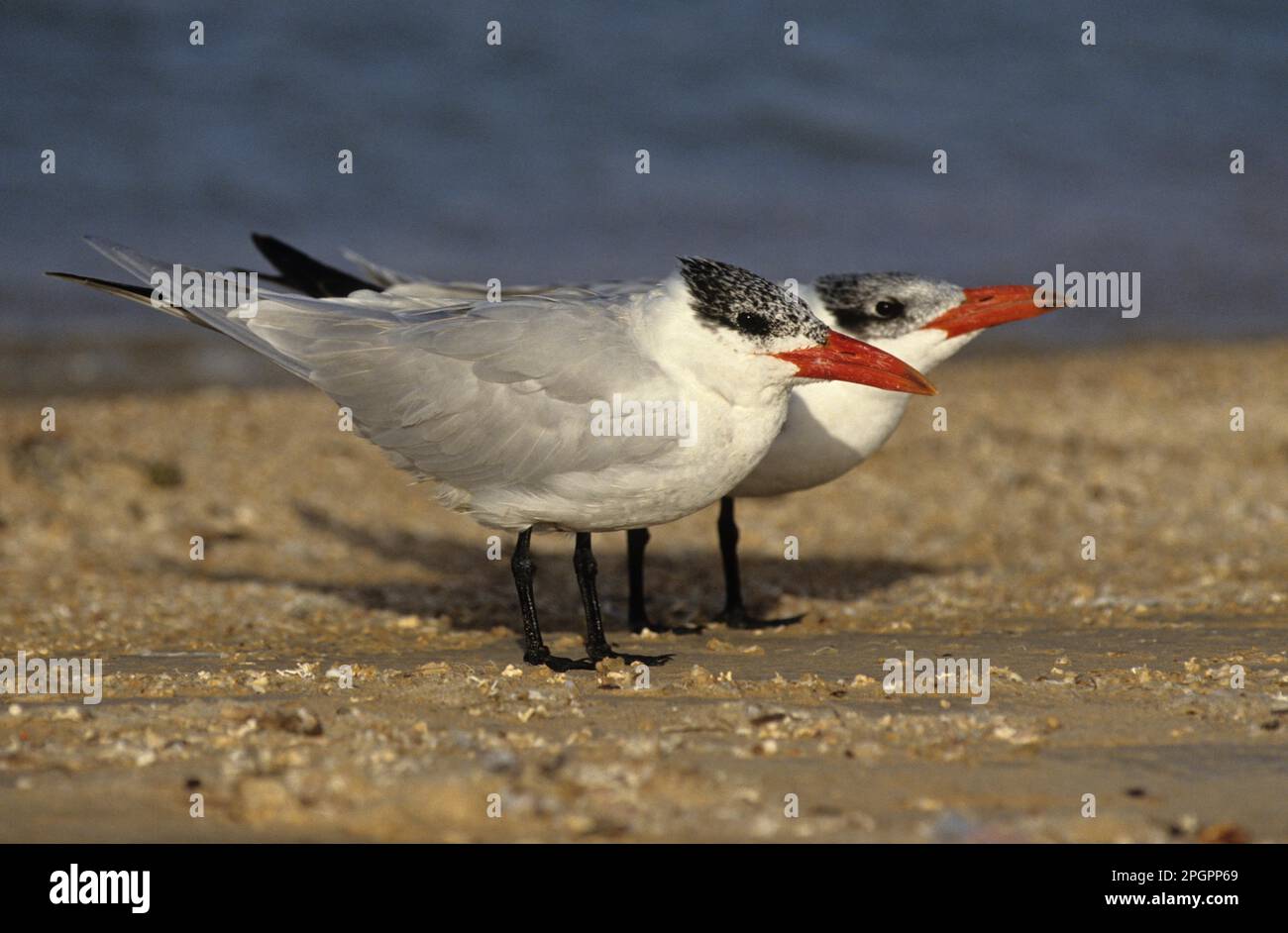 Kaspische Seen (Hydroprogne caspia), Tern, Tiere, Vögel, Kaspische Tern (Stema caspia) zwei auf dem Boden neben Wasser, Ägypten Stockfoto