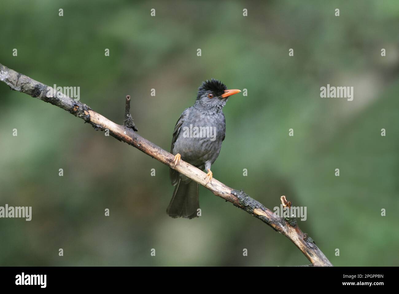 Quadratschwanzbulbul (Hypsipetes ganeesa humii), Erwachsener, hoch oben auf einem Zweig im Tieflandregenwald, Sinharaja Forest Reserve, Sri Lanka Stockfoto