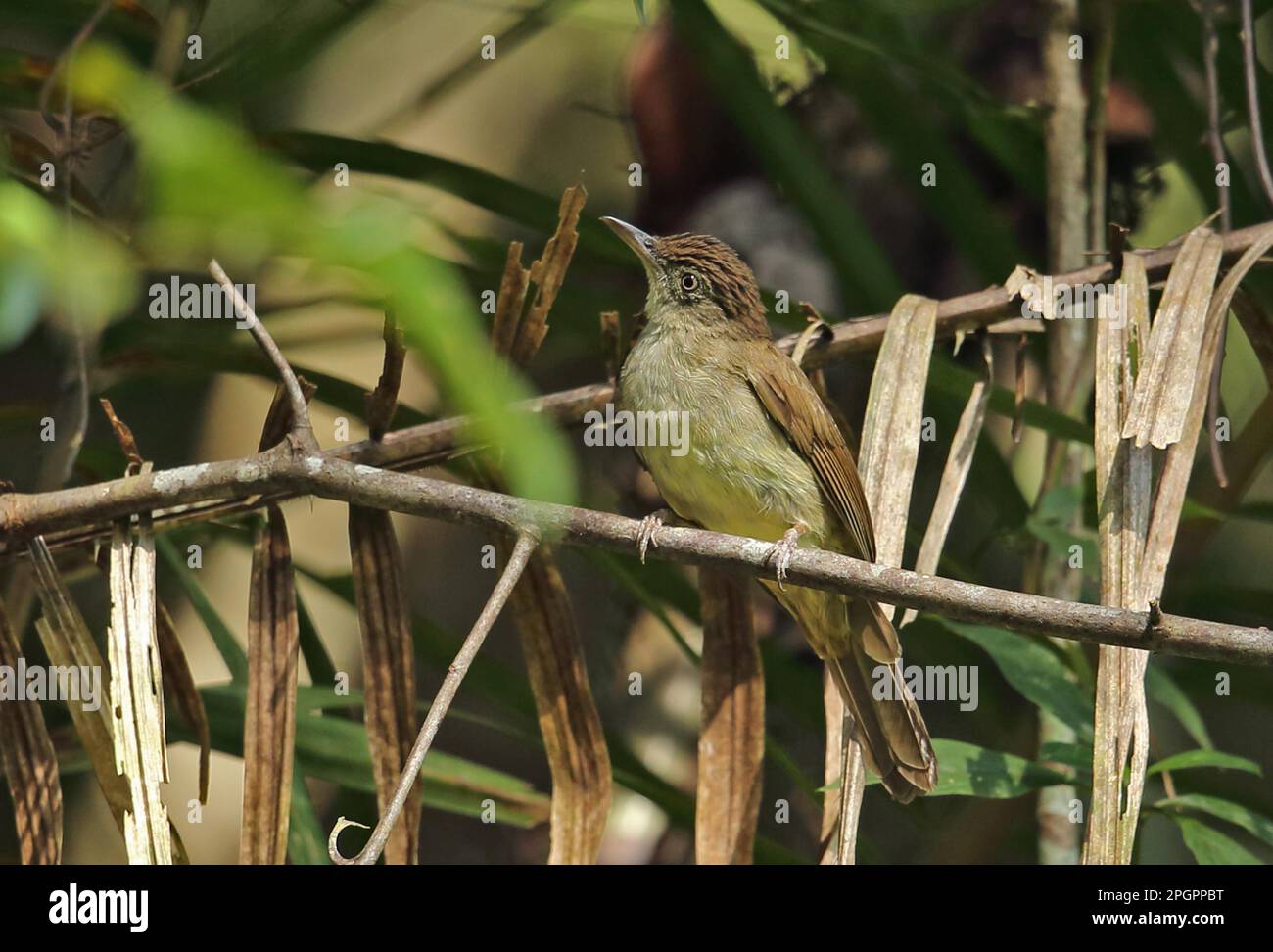 Puffbelüfteter Bulbul (Iole olivacea olivacea), Erwachsener, hoch oben auf dem Zweig, Taman Negara N. P. Titiwangsa Mountains, malaiische Halbinsel, Malaysia Stockfoto