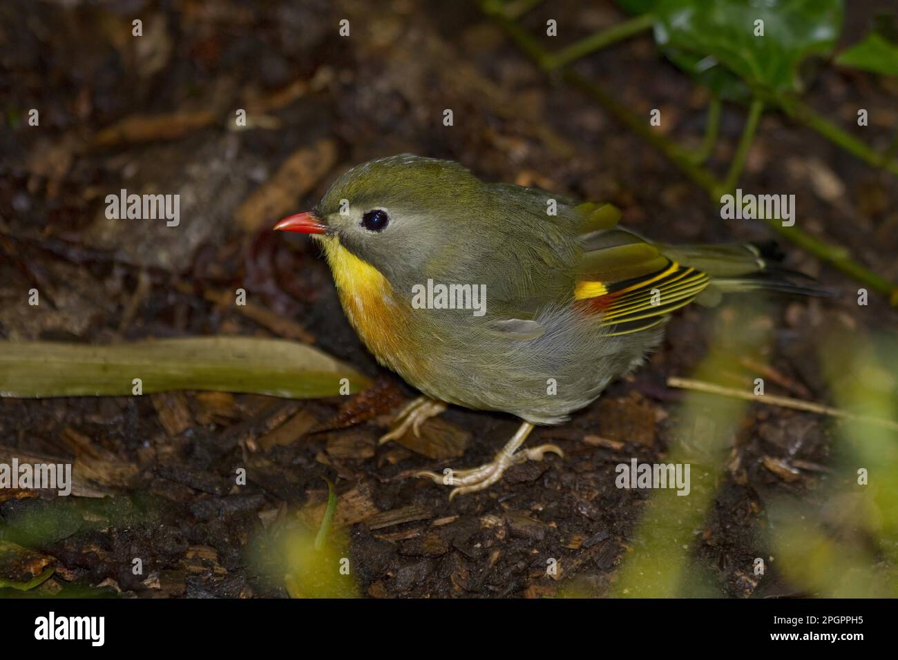 Chinanachtigall, Sunbird, Chinanachtigallen, Sunbirds, Singvögel, Tiere, Vögel, Pekin Robin Stockfoto