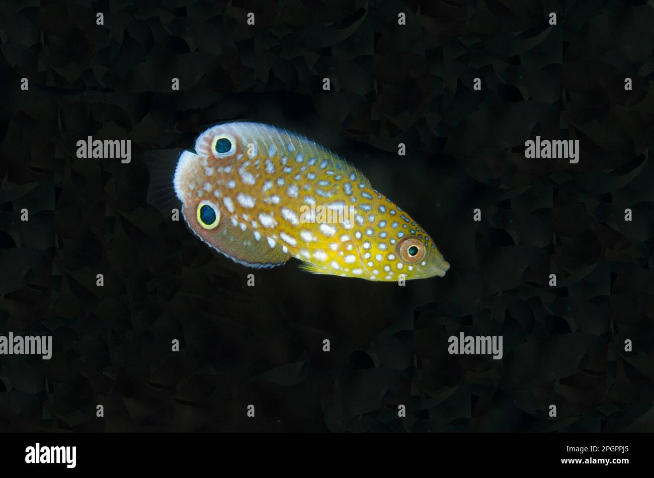 Neuguinea-Rasse (Anampses neoguinaicus), Jungfische, Schwimmen, Alor-Inseln, Alor-Archipel, Lesser Sunda-Inseln, Indonesien Stockfoto