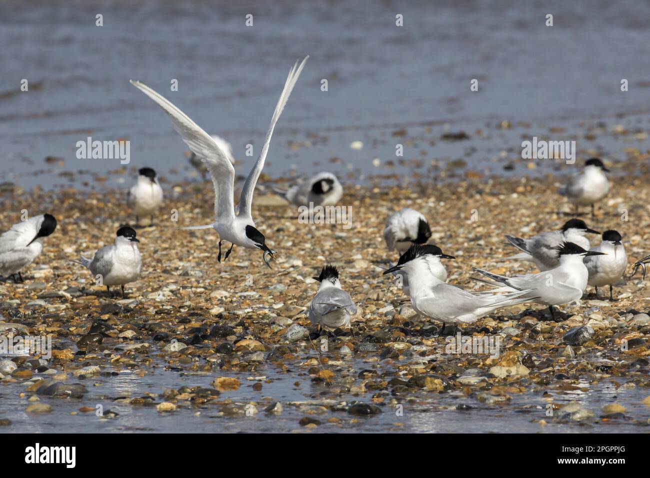 Sandwichtern fliegen mit Sandaal über andere Vögel auf Kieselspieß auf Scolt Head Island, Brancaster Harbour, North Norfolk Stockfoto