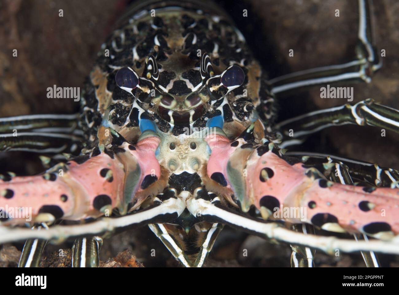 Bemalter Spiny Lobster (Panulirus versicolor), Maluku Inseln, Meer, Indonesien, bemalter Spiny Lobster, Andere Tiere, Krebstiere, Tiere, gemalt Stockfoto