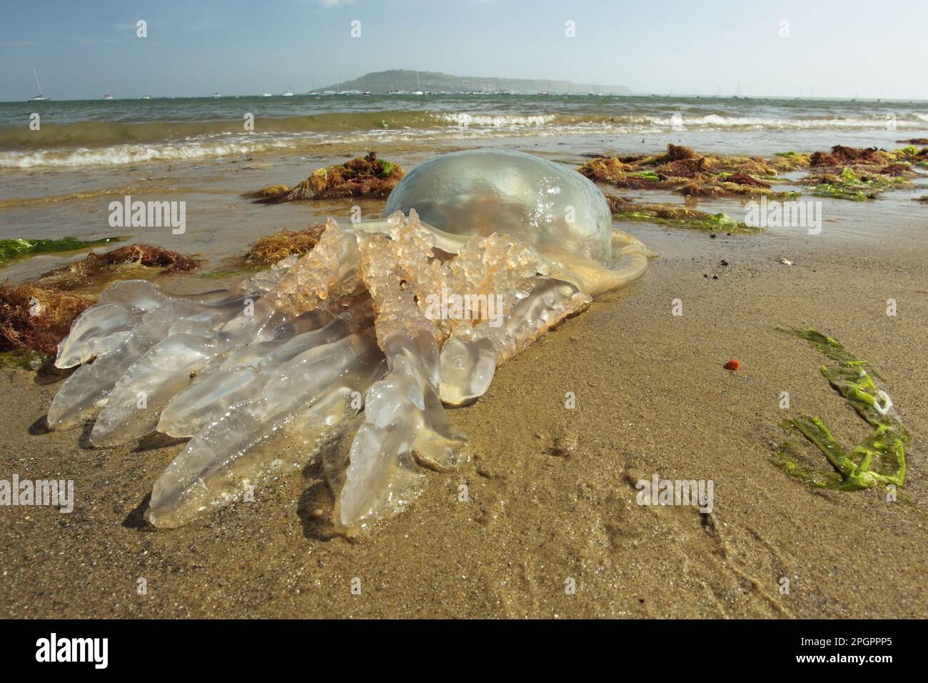 Barrel Jellyfish (Rhizostoma pulmo) tot, erwachsener, am Strand angespült, Isle of Portland, Dorset, England, Vereinigtes Königreich Stockfoto