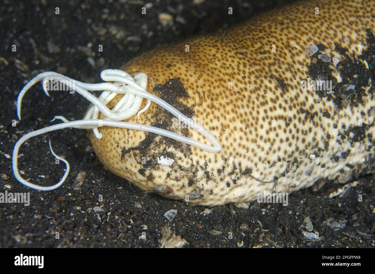 Braune Sandfisch-Seegurke (Bohadschia vitiensis), ausgewachsen, weiße klebrige Cuivieri-Tubuli in Abwehrverhalten, LembritStrait, Sulawesi Stockfoto