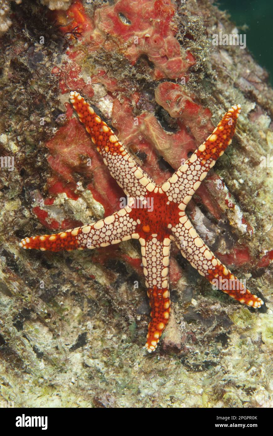 Perlsternenfisch, Roter Netzsternenfisch, Halskette (Fromia monilis), Roter Netzsternenfisch, Seesterne, andere Tiere, Stachelhäuter, Tiere Stockfoto