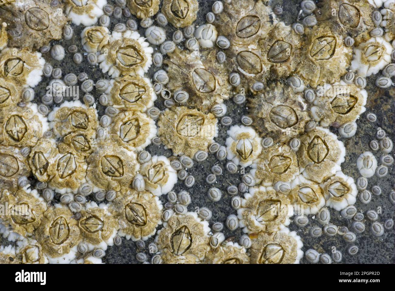 Acorn Barnacle (Semibalanus balanoides), Erwachsene und Jugendliche, auf Felsen bei Ebbe, Brough Head, Festland, Orkney, Schottland, Vereinigtes Königreich Stockfoto