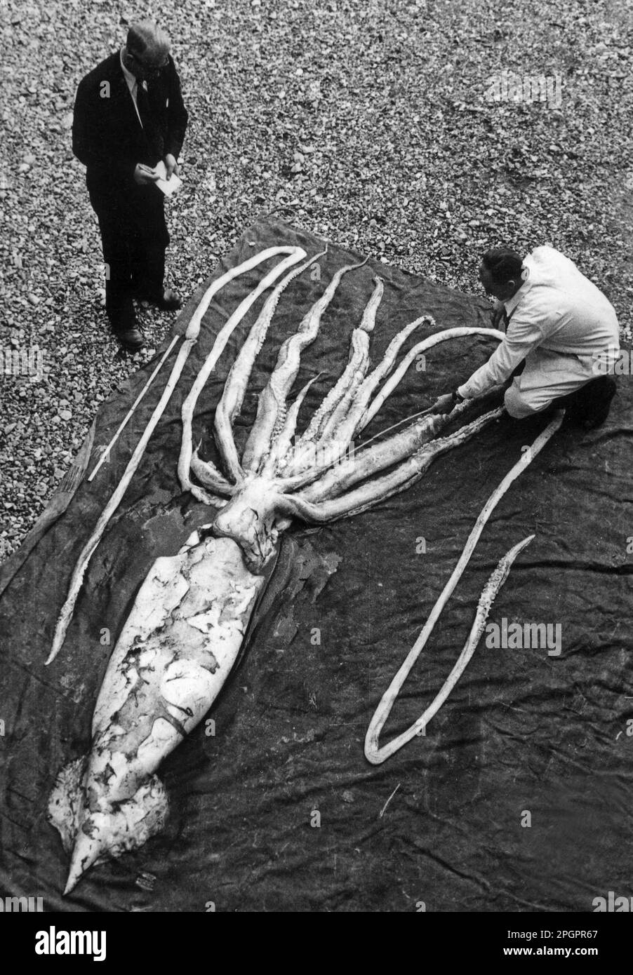Riesenkalmar (Architeuthis sp.) Tot, 30ft. Gesamtlänge, Strände, mit Biologen, die Tentakel messen, Ranheim (Erling Sivertsen), 1928, Norwegen Stockfoto