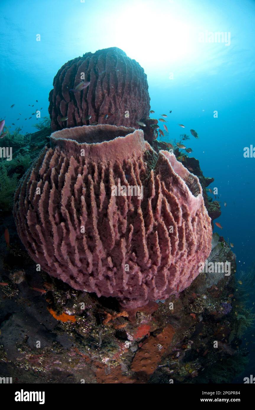 Vaseschwamm, Fassschwamm (Xestospongia testudinaria), Schwamm, Schwämme, andere Tiere, Tiere, Red Barrel Sponge auf Schiffswrack, Liberty Wreck Stockfoto