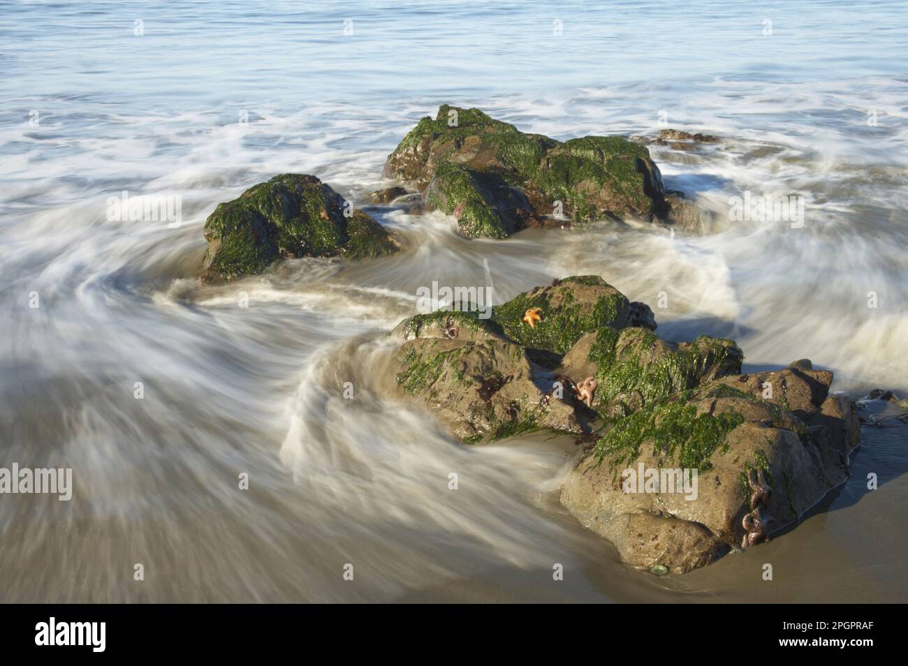 Ochre Seastar (Pisaster ochraceus) auf Felsen mit Flut, Olympic N. P. Washington State (U.) S.A. Stockfoto
