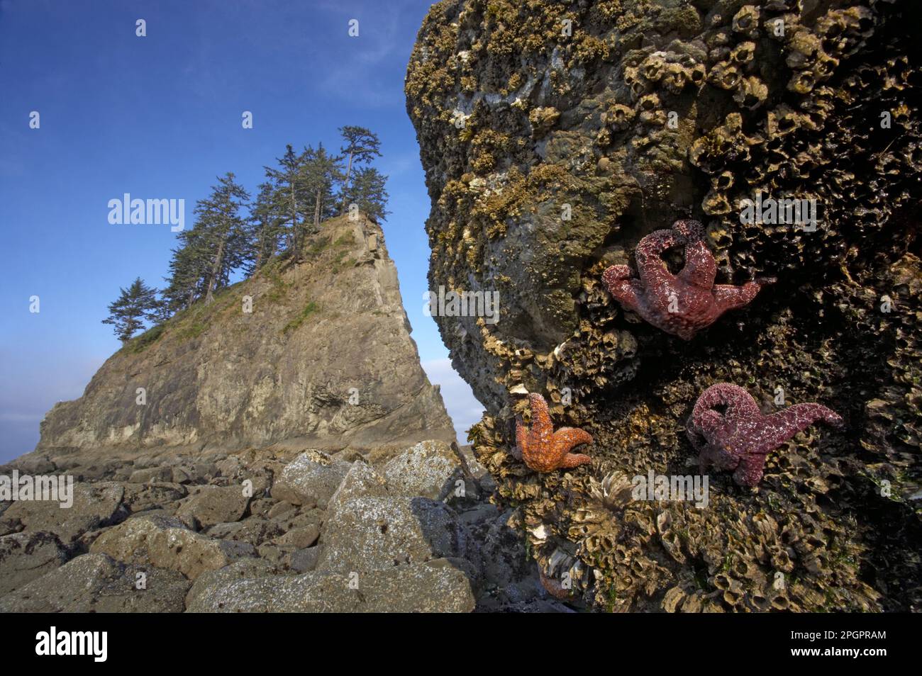 Ochre Seastar (Pisaster ochraceus) Erwachsene, auf Felsen bei Ebbe, mit Offshore-Seestapeln in der Ferne, Olympic N. P. Washington State (U.) S. A. Stockfoto