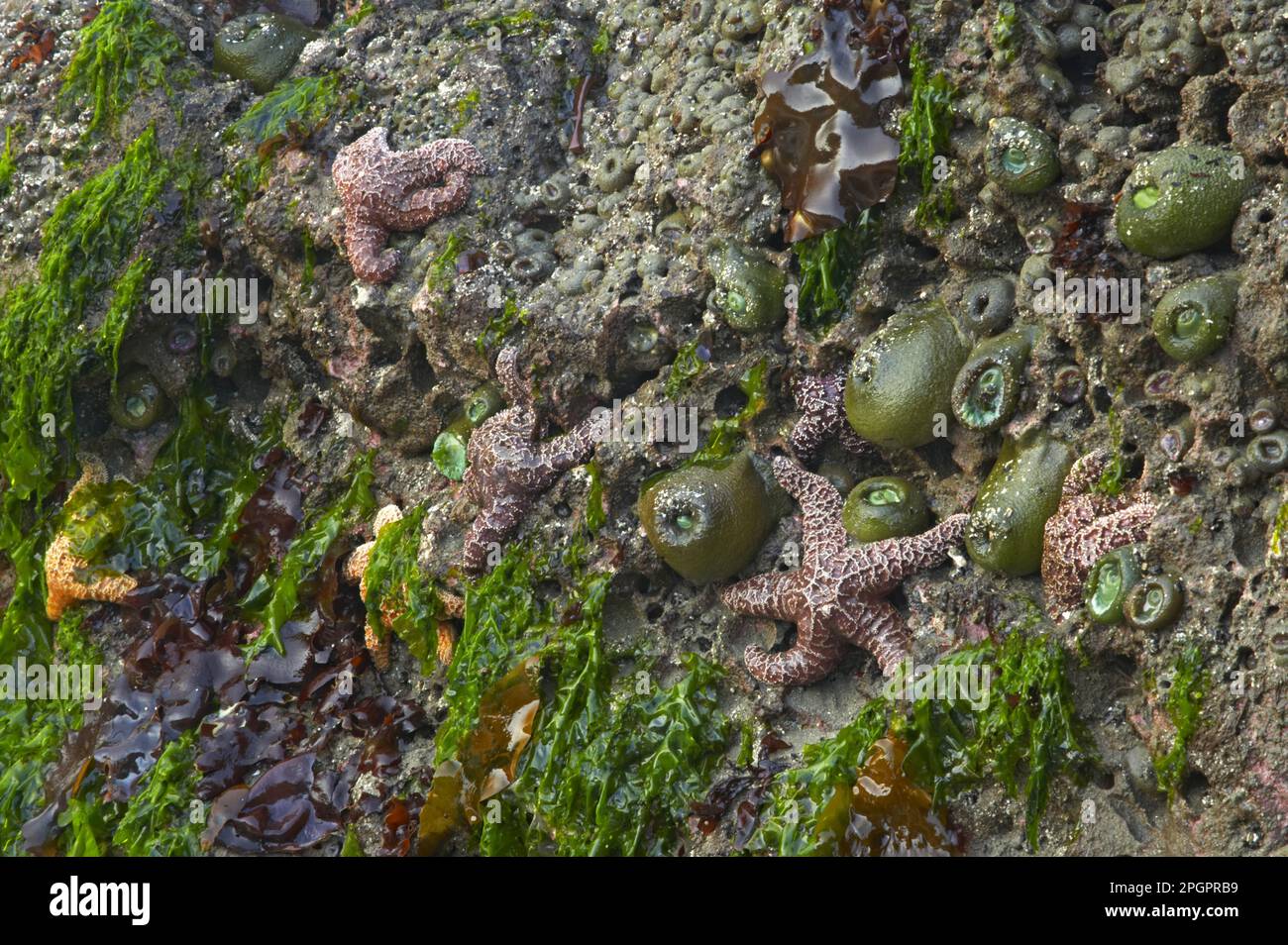 Ochre Seastar (Pisaster ochraceus) und Giant Green Anemone (Anthopleura xanthogrammica) bei Ebbe auf Felsen ausgesetzt, Third Beach, Olympic N. P. Stockfoto