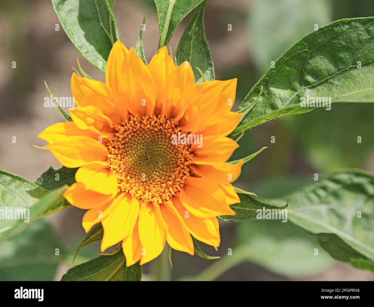 Sonnenblume Stockfoto