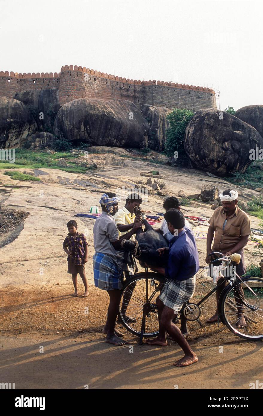 Fahrradtransport eines Hausschweines im Fort Thirumayam bei Pudukkottai, Tamil Nadu, Indien, Asien Stockfoto