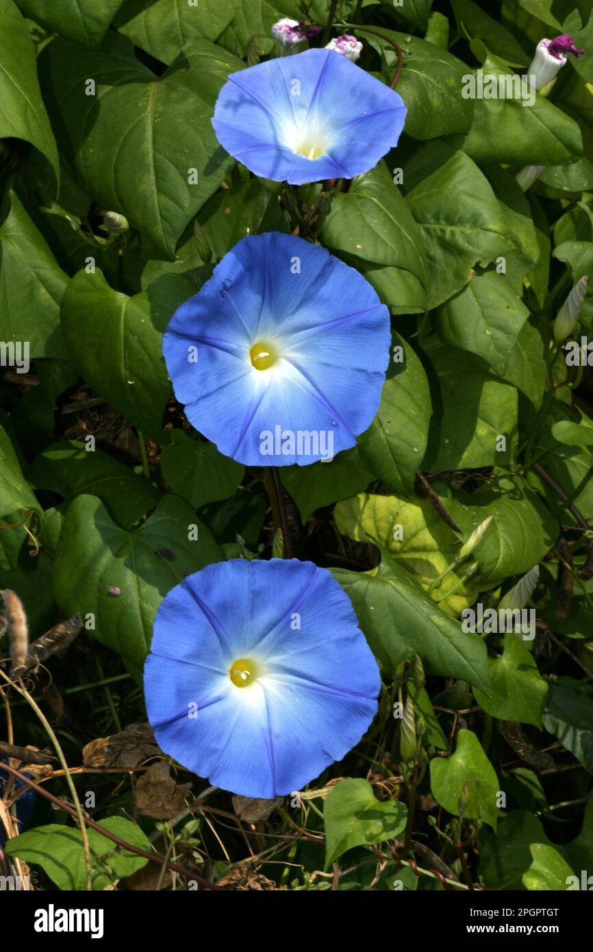 Schleichende Winde Stockfoto