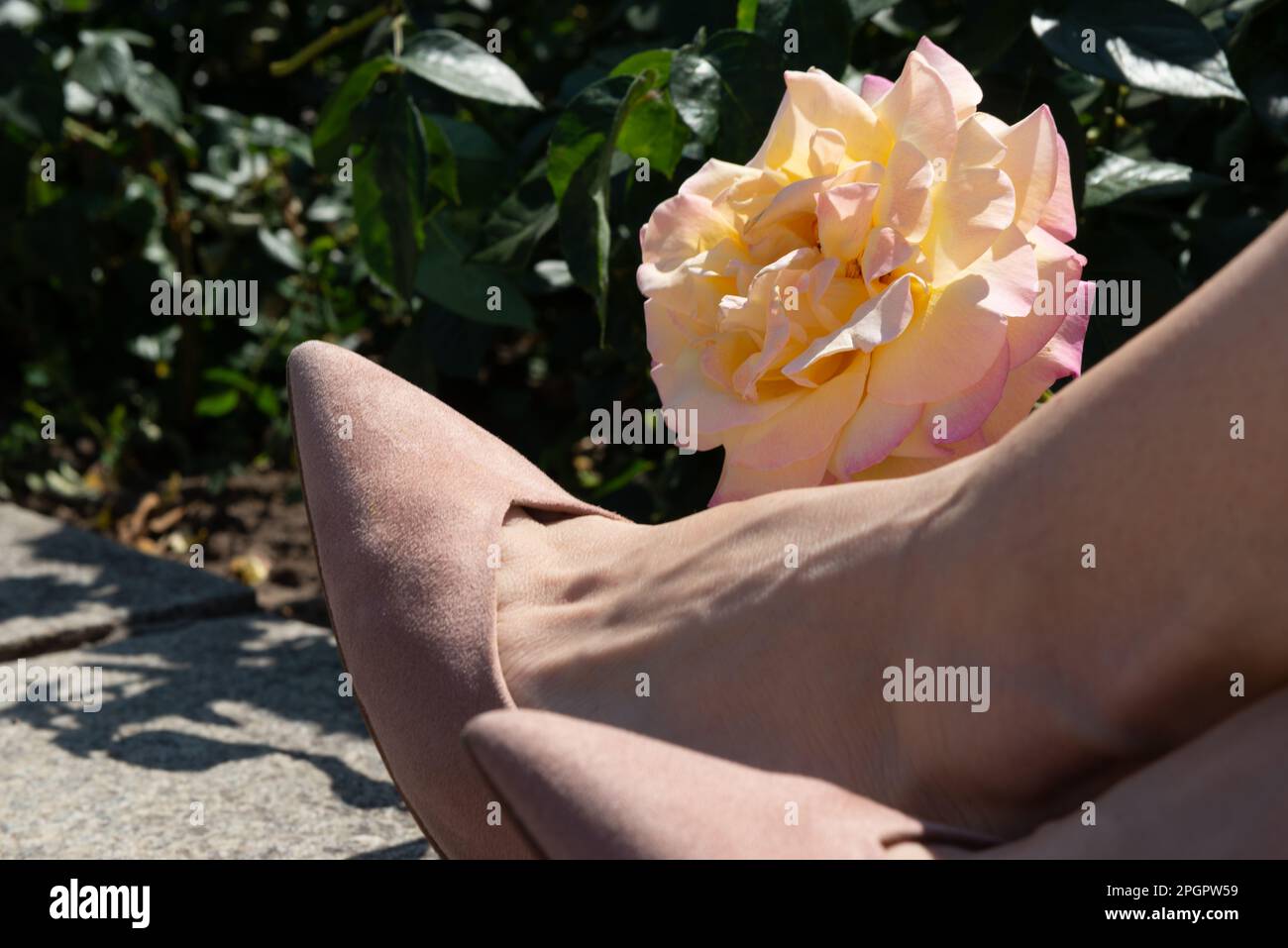 Große blühende gelbe Rose neben weiblichen Beinen in spitzen beigen Wildlederschuhen, Nahaufnahme. Stockfoto