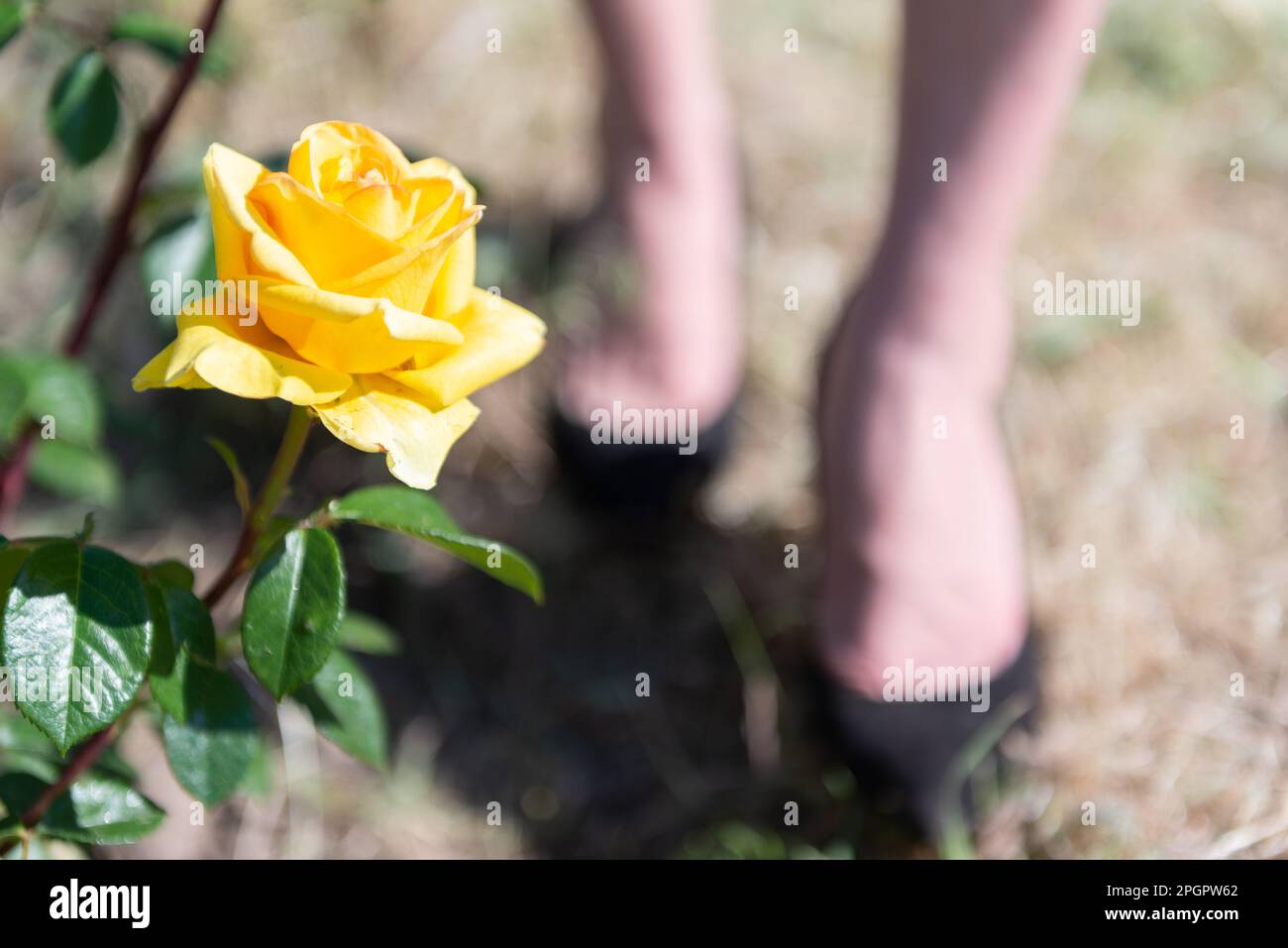 Nahaufnahme einer gelben Rose an einem sonnigen Tag vor einem verschwommenen Hintergrund von weiblichen Beinen in Schuhen, selektiver Fokus. Stockfoto