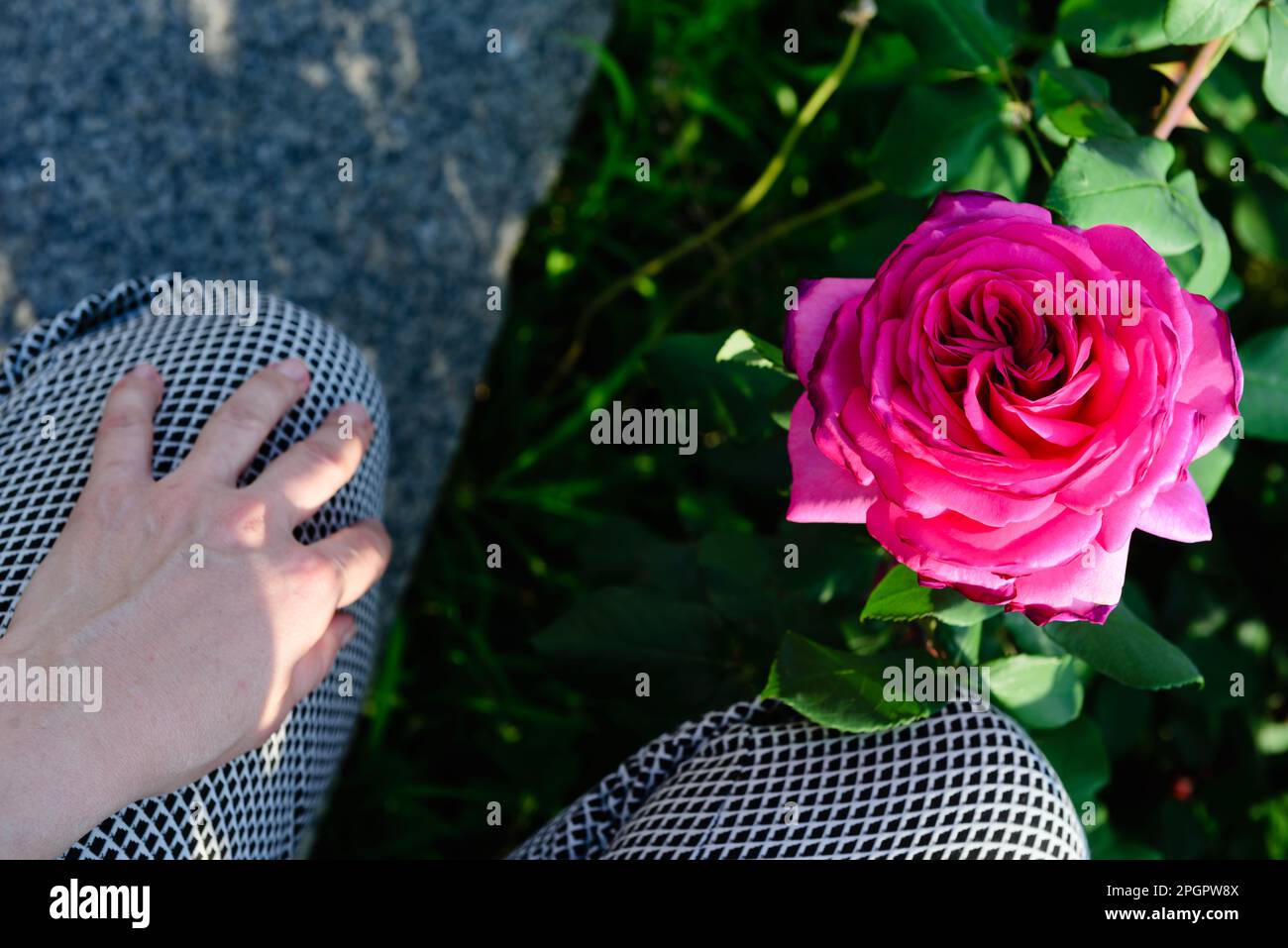Zugeschnittene Ansicht der Beine in Hosen und der Hand einer Frau, die neben einer großen rosa Rose sitzt, Draufsicht. Stockfoto