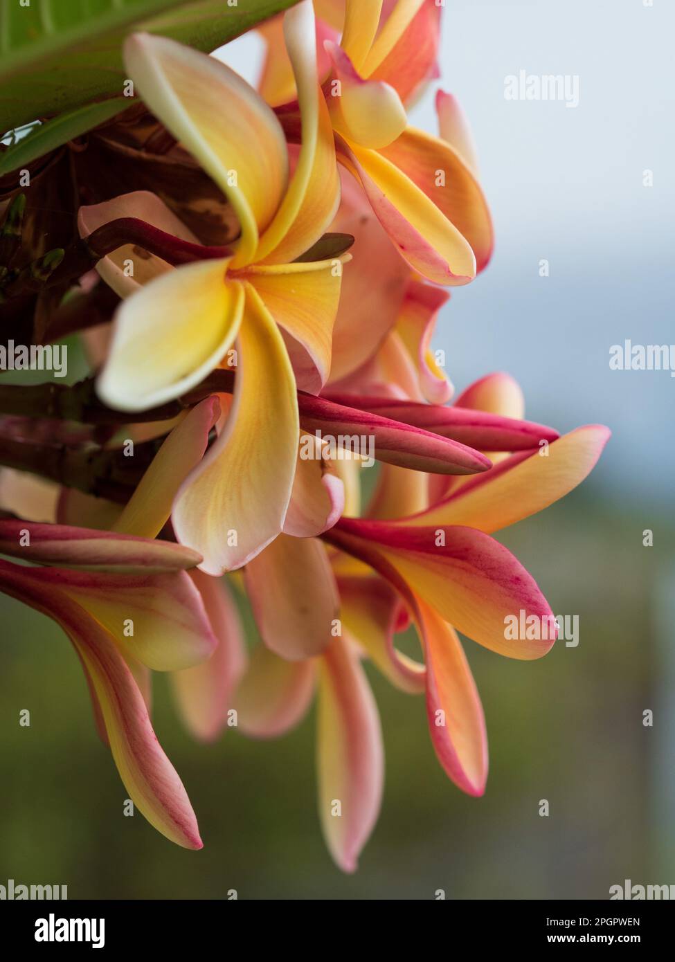 Wunderschöne duftende Frangipani-Blumen, pinkfarbene orange-gelbe Farben, ein Bündel auf dem Baum, grüne Blätter Stockfoto