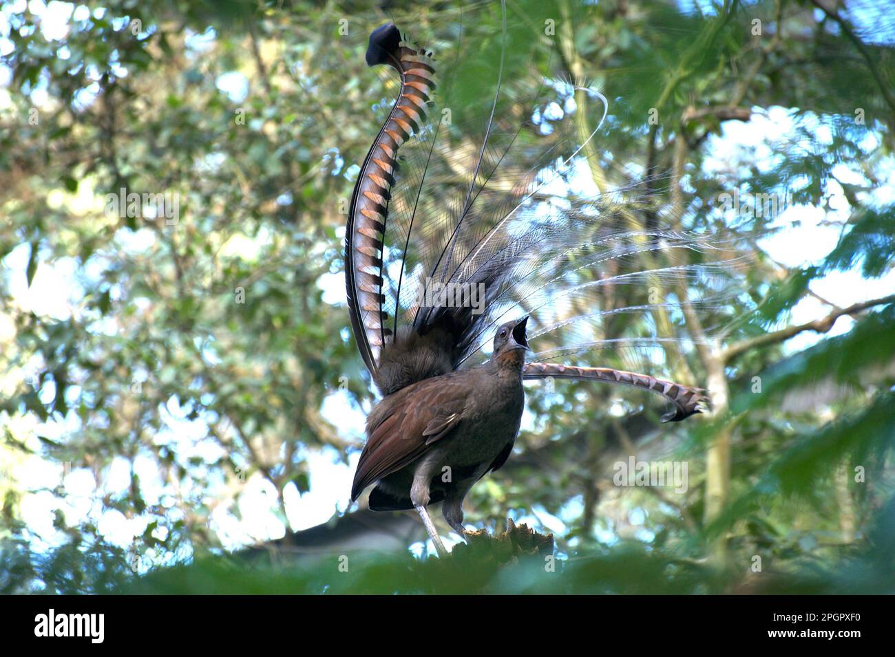 Es ist Paarungszeit - und Nova, der Superb Lyrebird (Menura novaehollandiae), ist im Healesville Sanctuary in Victoria, Australien, in voller Song. Stockfoto