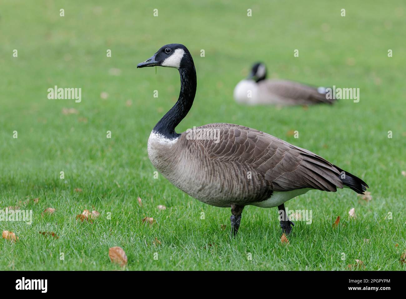 Die Kanadische Gans hat einen markanten weißen Halsring, der ihren schwarzen Hals umschließt. In Vancouver BC Kanada Stockfoto