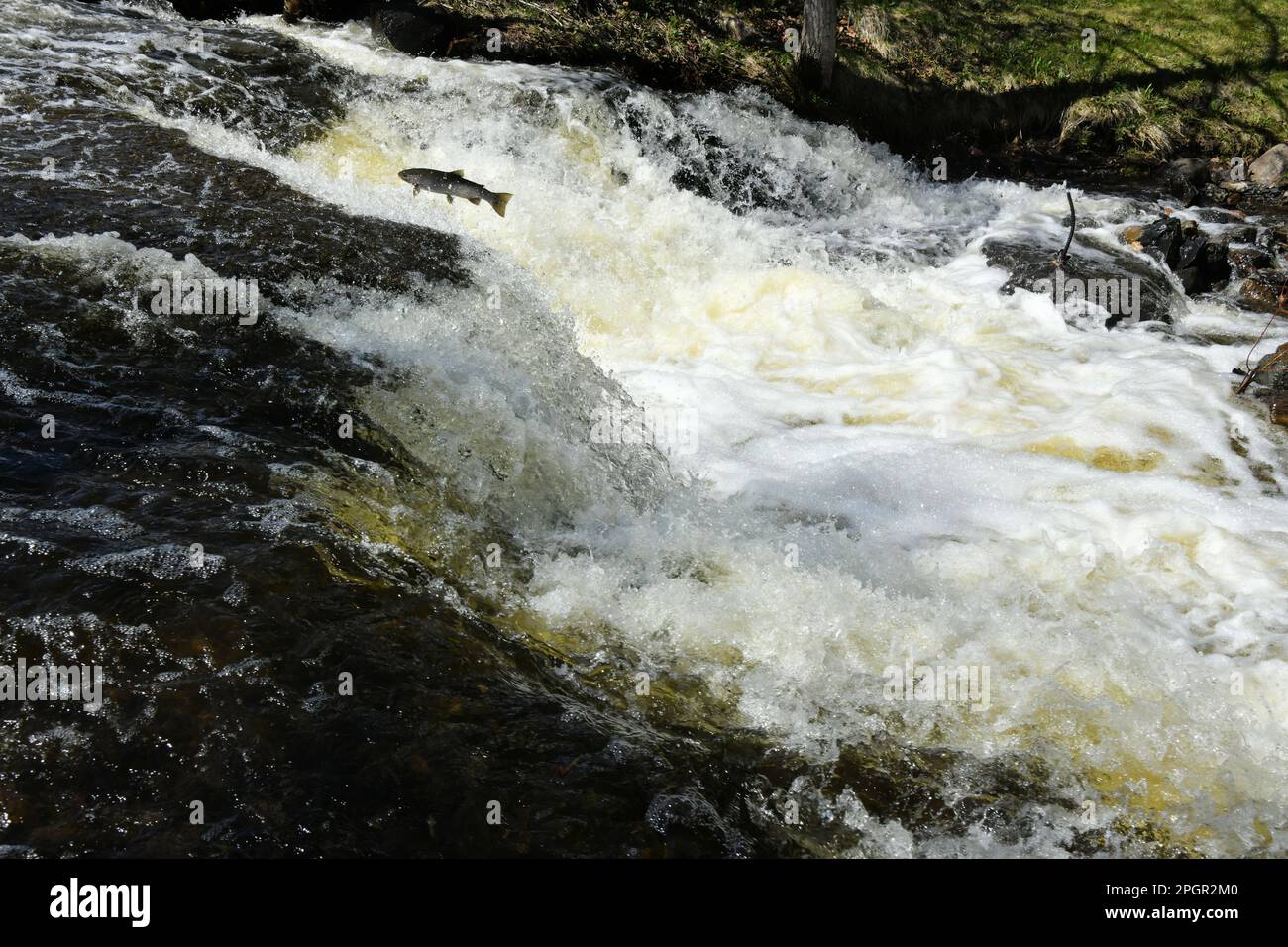 Fische springen im Mai in McVickars Creek in Thunder Bay, Ontario, Kanada, auf ihrer Reise flussaufwärts in seichten, langsamen Gewässern. Stockfoto