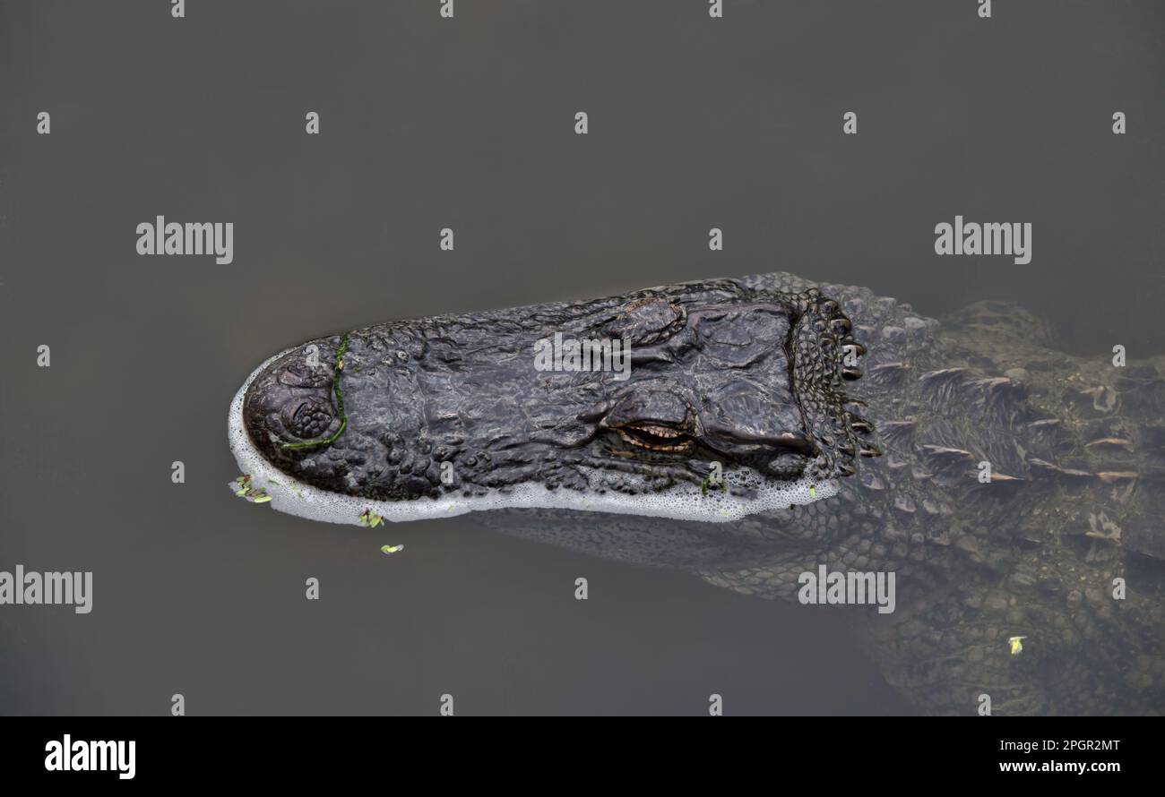 Der Kopf eines Alligators im grauen Wasser des World Birding and Reptile Center auf South Padre Island, in Texas, USA, an einem bewölkten Tag. Stockfoto