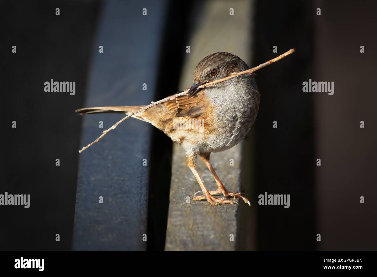 Ein Nahporträt von einem Dummkopf, der auf einem Zaun steht. Es hat einen Zweig, Nestmaterial, in seinem Schnabel. Es gibt Kopierraum um den Vogel herum Stockfoto