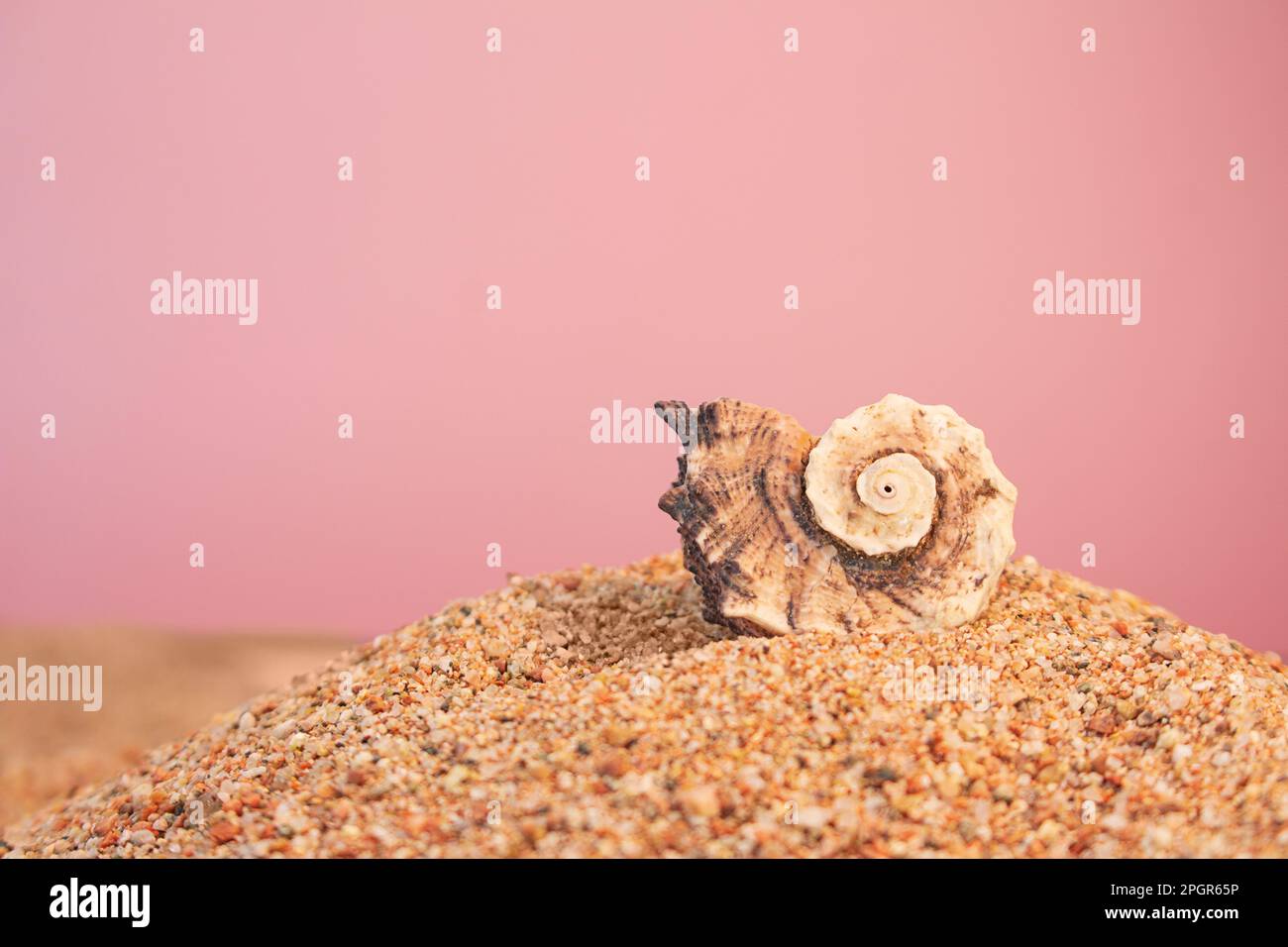 Meereswirbelschalen am Strand auf pinkfarbenem Hintergrund. Urlaub, Reisekonzept. Speicherplatz kopieren Stockfoto