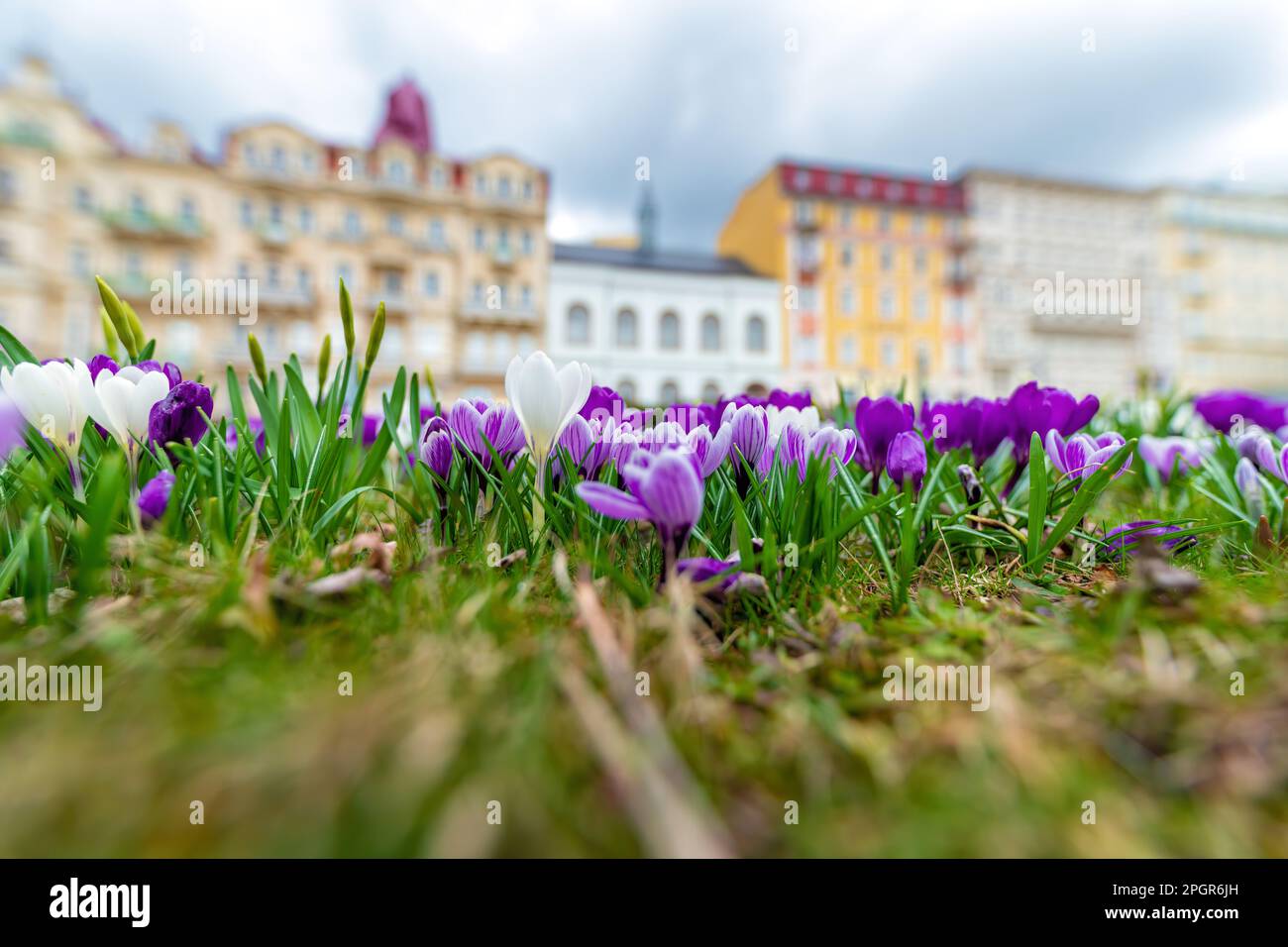 Frühling im Zentrum der tschechischen UNESCO-Kurstadt Mariánské Lázně (Marienbad) - ein blühender Park auf dem Friedensplatz - Tschechische Republik, Europa Stockfoto