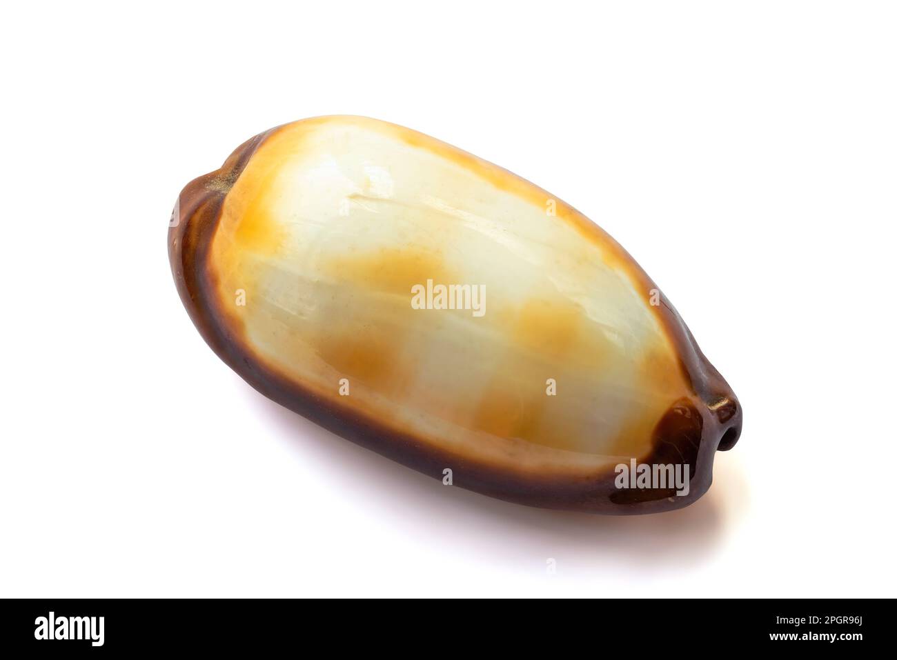 Cypraea-talpa-Hülle isoliert auf weißem Hintergrund Stockfoto