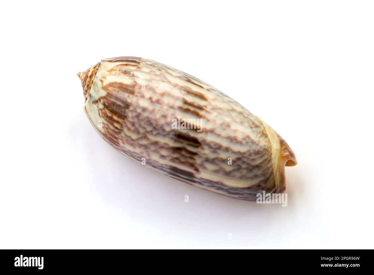 Oliva miniacea, isoliert auf weißem Hintergrund Stockfoto
