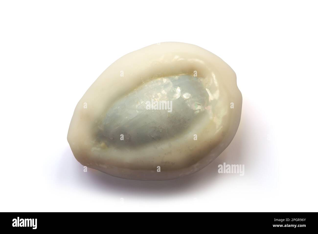 Cypraea annulus-Hülle isoliert auf weißem Hintergrund Stockfoto
