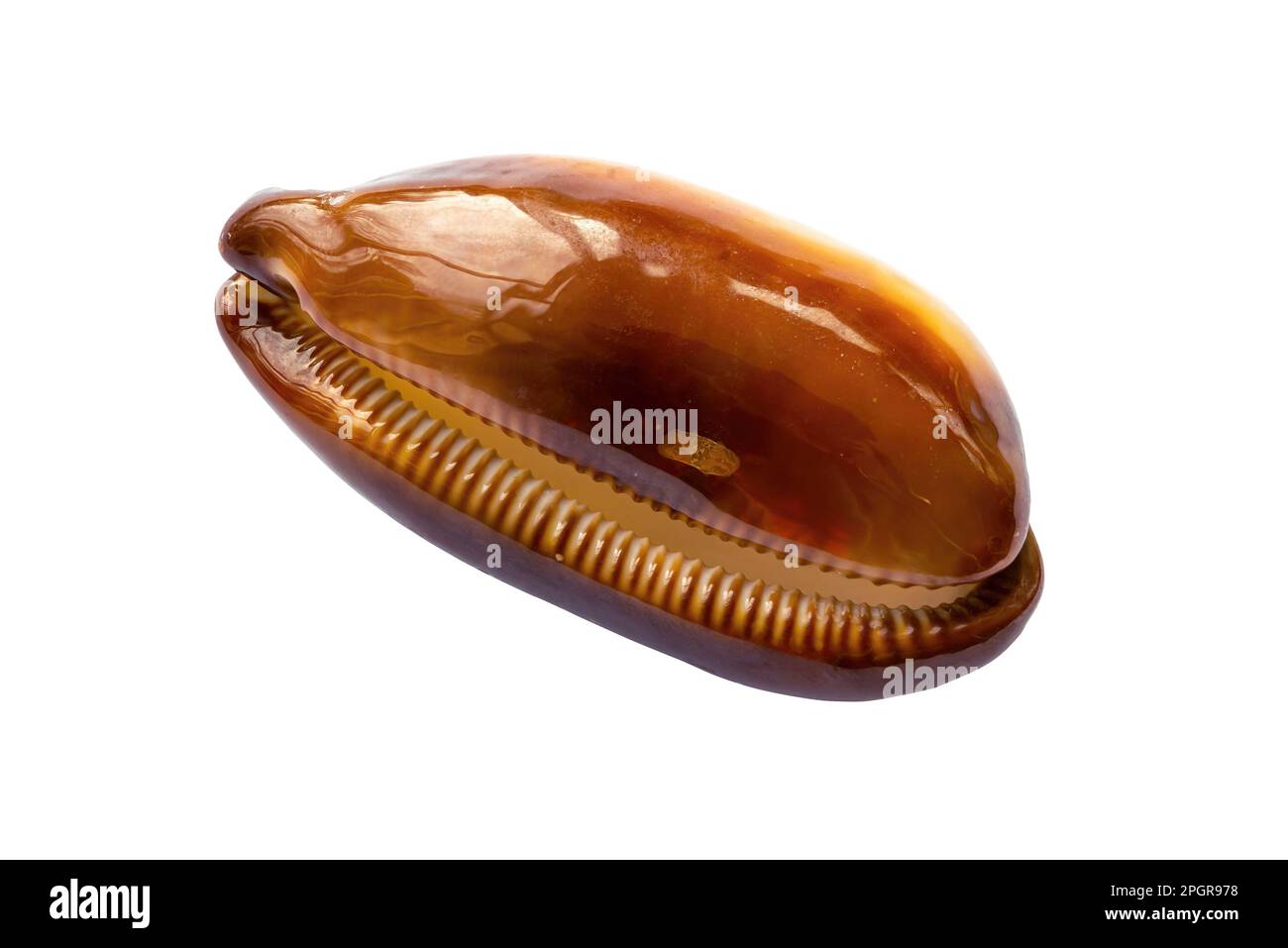 Cypraea-talpa-Hülle isoliert auf weißem Hintergrund Stockfoto