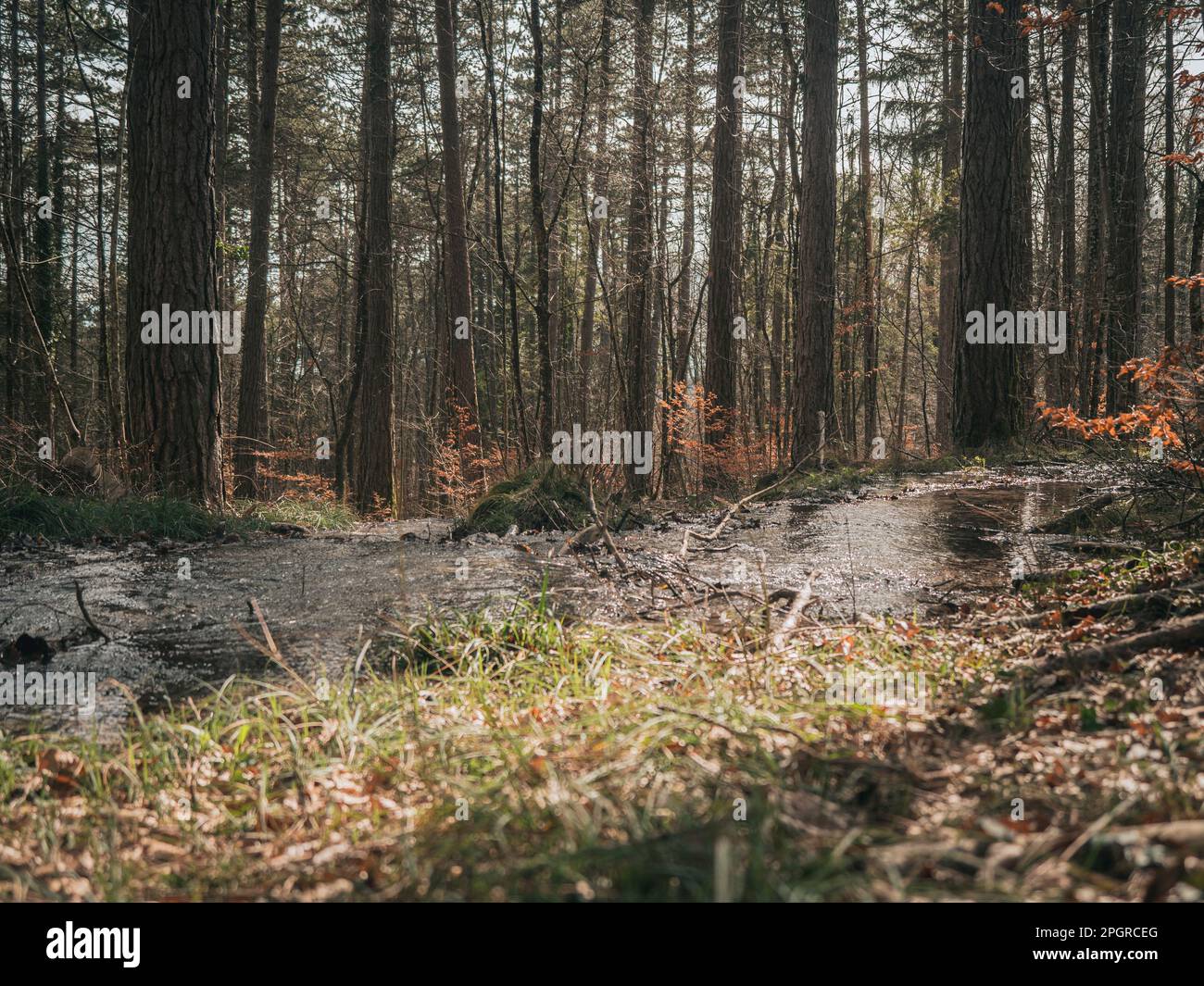 Ein schöner Bach fließt durch einen alpinen Wald. Stockfoto