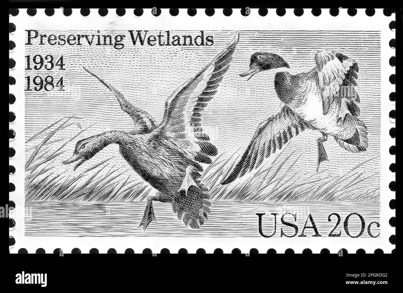 Stempelabdruck in den USA, 1984, Wetlands erhalten Stockfoto