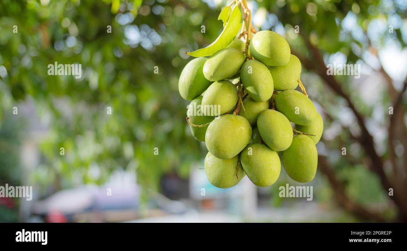 Reiche grüne Mango von tropischen Farmen Stockfoto