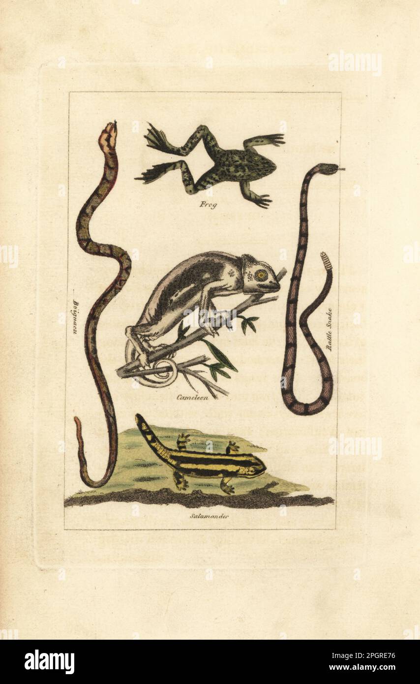 Grüner Frosch, Lithobates clamitans, mediterranes Chamäleon, Chamaeleo chamaeleon, Feuersalamander, Salamandra salamandra, Boiguacu-Schlange, Boa constrictor und Klapperschlange, Crotalus-Arten. Handfarbene Kupferplatte mit Gravur nach Jacques de Seve aus James Smith Barrs Ausgabe von Comte Buffon's Natural History, A Theory of the Earth, General History of man, Brute Creation, Gemüse, Minerals, T. Gillet, H. D. Symonds, Paternoster Row, London, 1808. Stockfoto