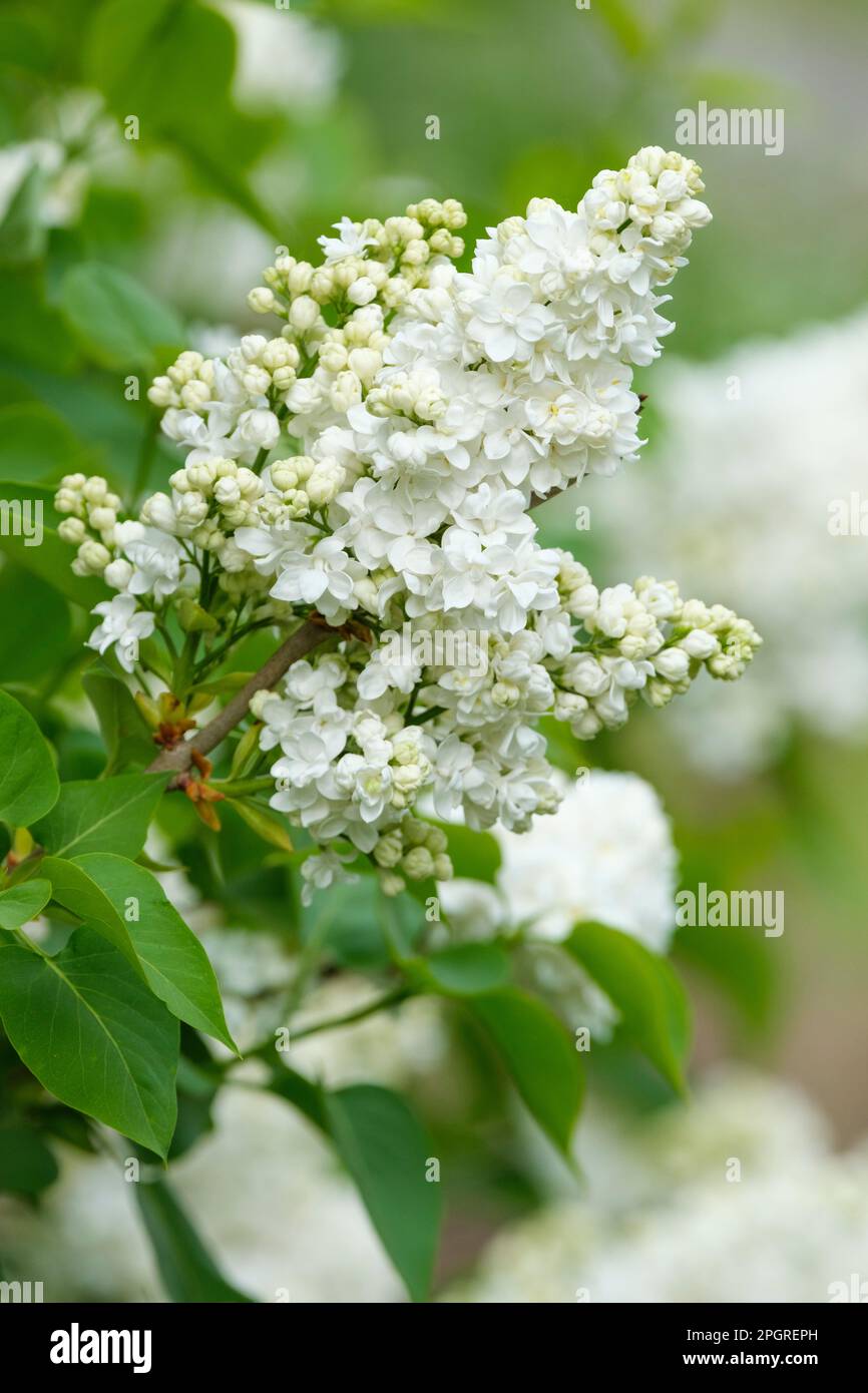 Syringa hyacinthiflora die Braut, Syringa vulgaris die Braut, Ansammlungen einzelner weißer Blüten im Frühjahr Stockfoto