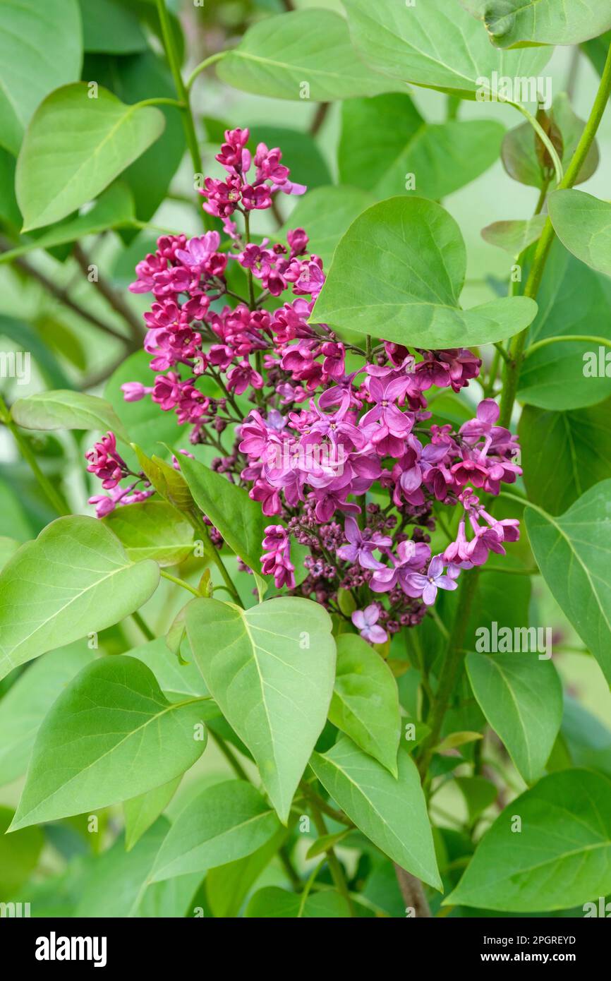 Syringa vulgaris Kremlevskie Kuranty, Lilac Kremlevskie Kuranty, violette Blumen Stockfoto