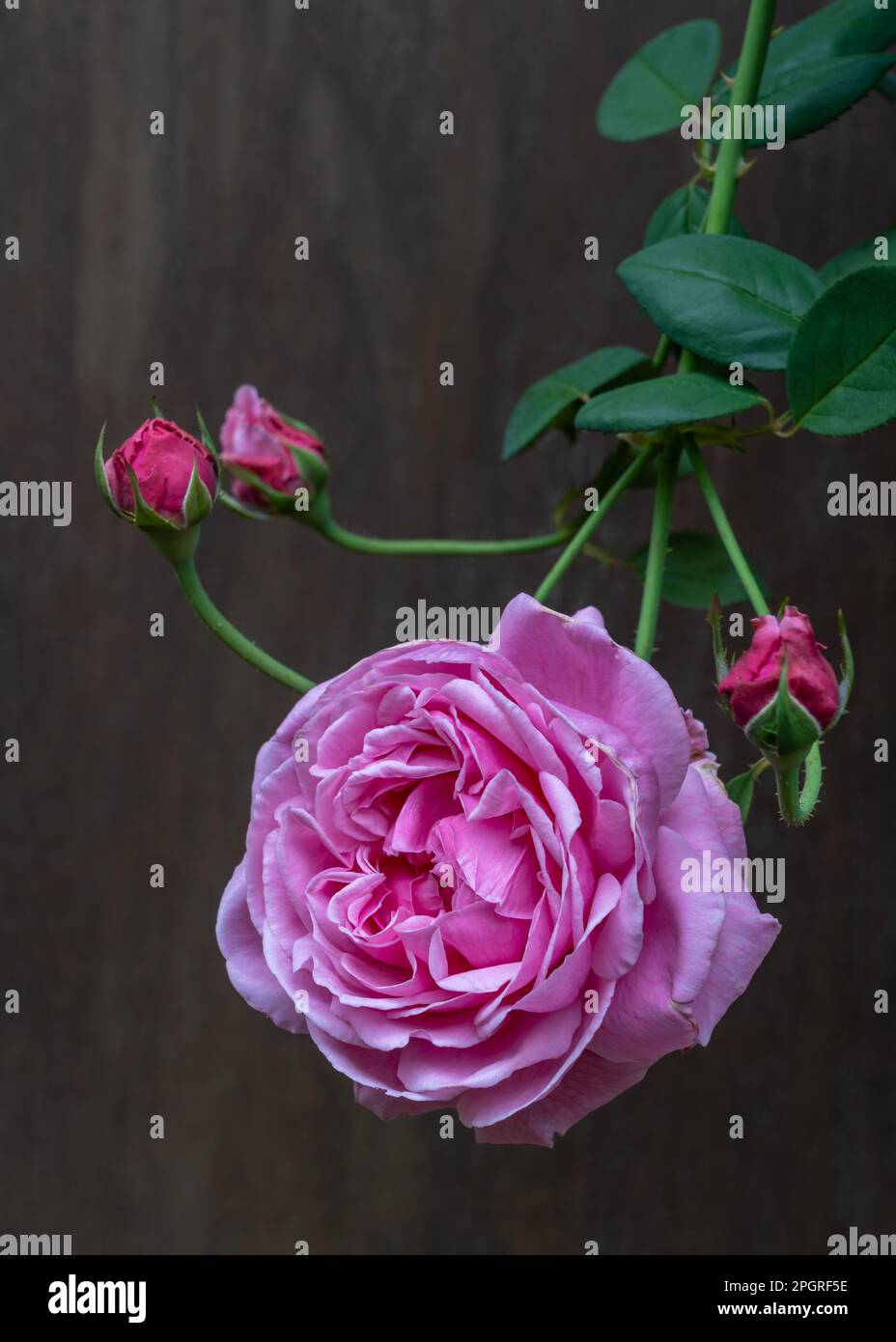 Nahaufnahme von zarten rosa Rosen und Knospen, die im Freien auf dunklem Holzhintergrund blühen Stockfoto