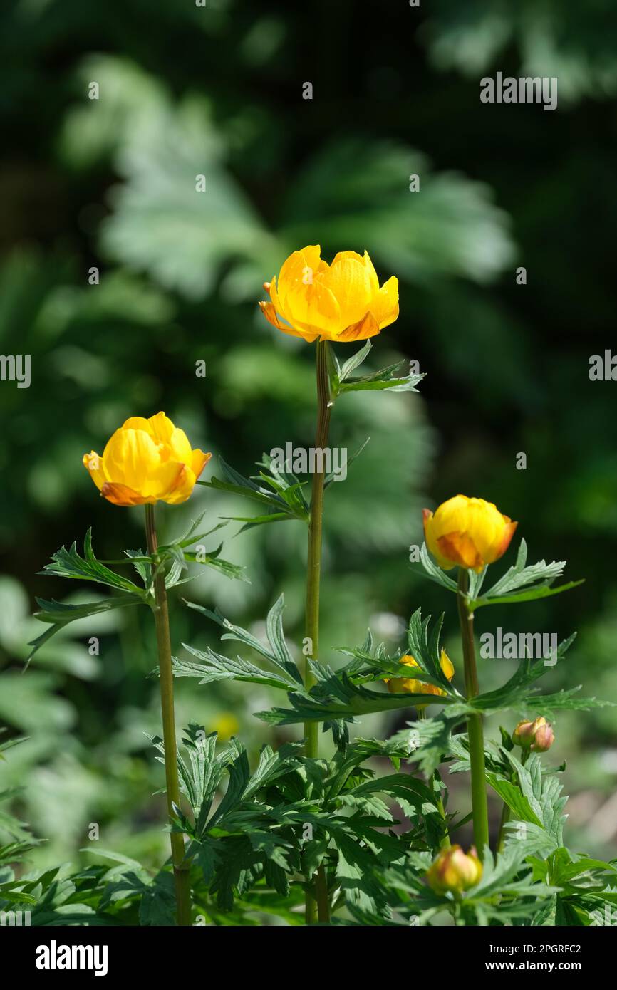 Trollius cultorum Orange Crest, Globusblume Orange Crest, ganzjährig mit goldorangefarbenen Blumen Stockfoto