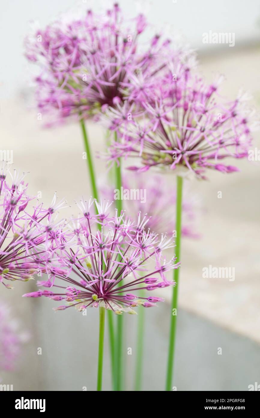 Allium Rosenbachianum, verschneite persische Zwiebel, Zierallium, ganzjährig, lila Blumenkugeln Stockfoto