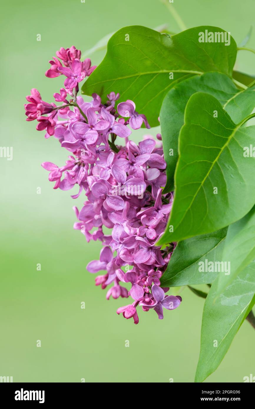 Syringa vulgaris Kremlevskie Kuranty, Lilac Kremlevskie Kuranty, violette Blumen Stockfoto