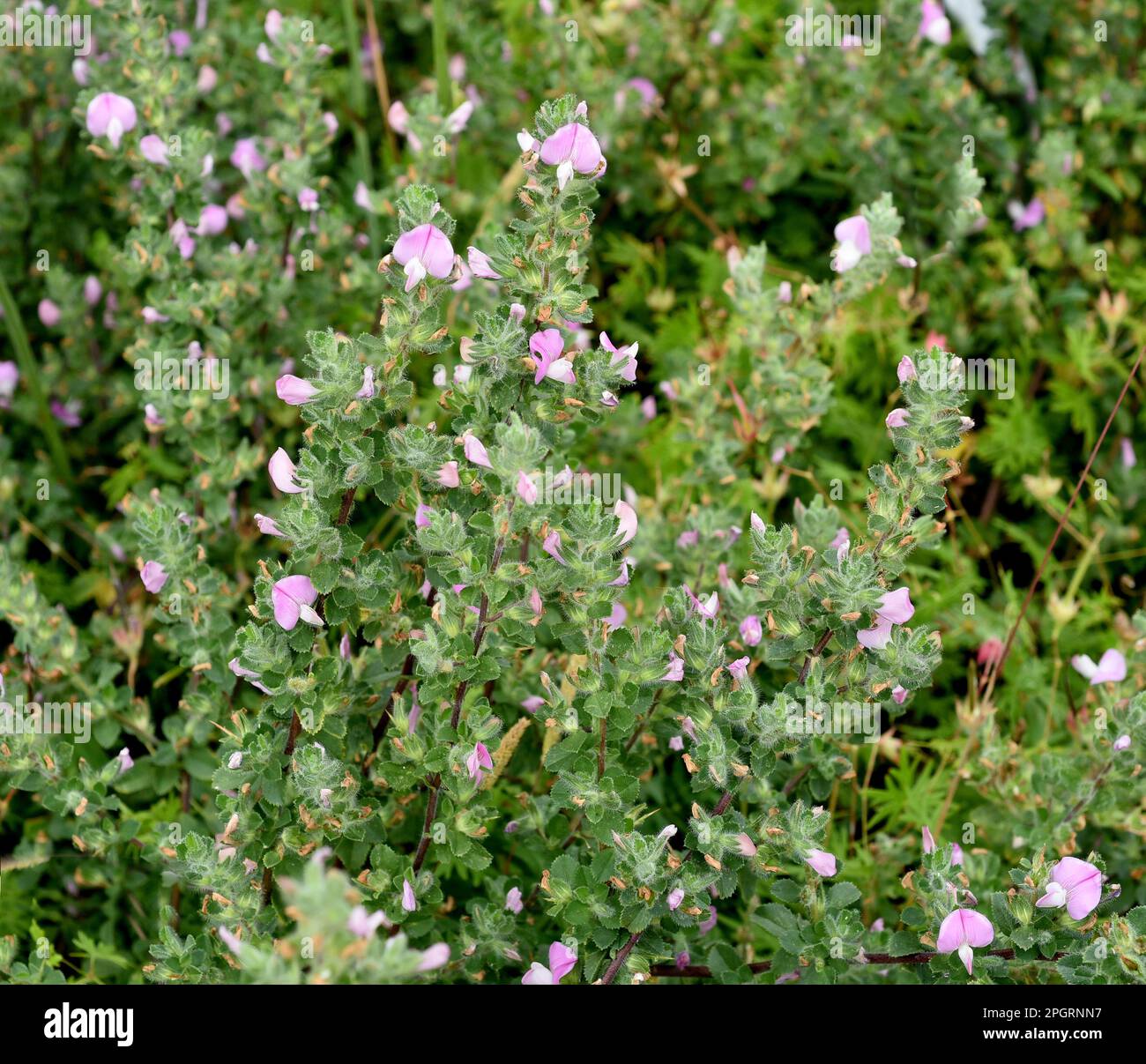 Hauhechel Dorniger, Ononis spinosa ist eine Wildpflanze und eine wichtige Heilpflanze. Restharrow Thorny, Ononis spinosa ist eine wilde Pflanze und eine Importpflanze Stockfoto