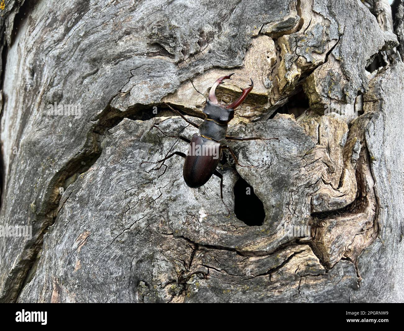 Hirschkaefer, Lucanus, cervus, ist ein KAEFER aus der Familie der Schroeter (Lucanidae). Er gehoert zu den groessten und auffaelligsten Kaefern in EUR Stockfoto